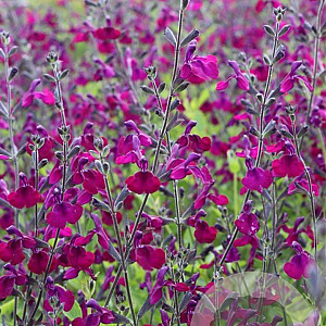 Salvia 'Nachtvlinder' GM P9