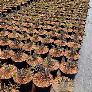 Sambucus nigra Black Beauty GM C3