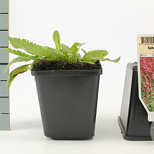 Salvia nem. 'Rose Queen' GM P9