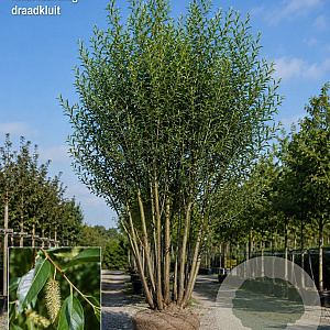 Salix pentandra 400-450 cm draadkluit meerstammig 200-250 diameter
