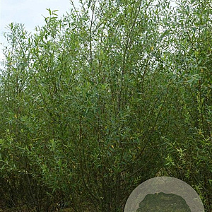 Salix triandra 500-550 cm draadkluit struik