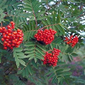 Sorbus auc. 'Krasnaja Krupnaja' GM 1.5