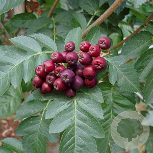 Sorbaronia f. 'Titan' 150-175 cm 10L