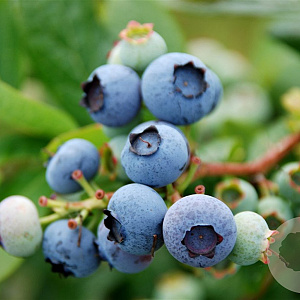 Vaccinium c. 'Bluegold' 40-50 cm 3,0L