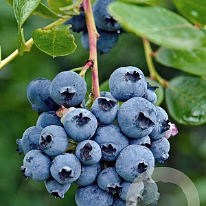 Vaccinium c. 'Reka' 20-40 cm C1.5