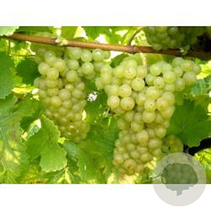 Vitis 'Johanniter' 50-60 cm 2,0L