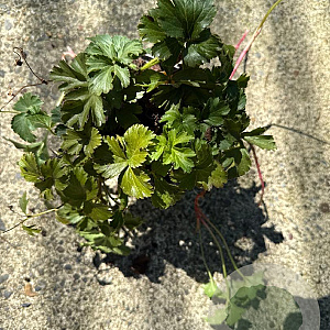 Waldsteinia ternata GM P9