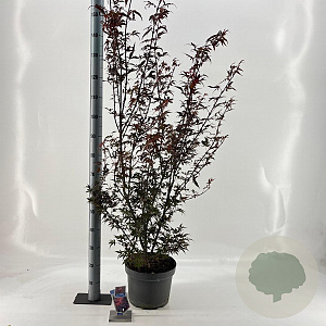 Acer pal. 'Skeeter's Broom' 80-100 cm 10L