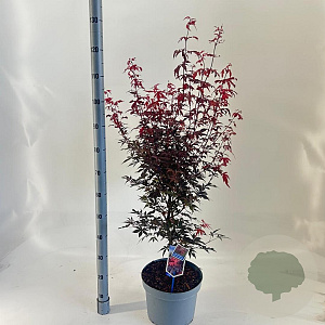 Acer pal. 'Skeeter's Broom' 80-100 cm 10L
