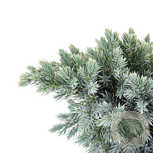 Juniperus squamata 'Blue Star' 20-25 cm 3,0L