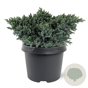 Juniperus squamata 'Blue Star' 20-25 cm 3,0L