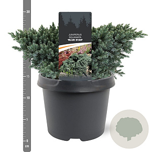 Juniperus squamata 'Blue Star' 20-25 cm 3,0L