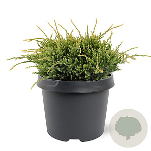 Juniperus squamata 'Holger' 20-25 cm 3,0L