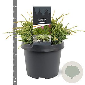 Juniperus squamata 'Holger' 20-25 cm 3,0L