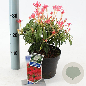 Pieris 'Forest Flame' 25-30 cm 2,0L