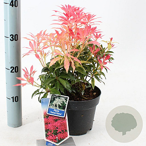 Pieris 'Forest Flame' 25-30 cm 2,0L