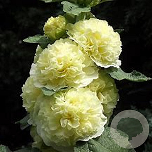 Alcea rosea 'Charters Double Yellow' 18-20 HO draadkluit lei 150x120