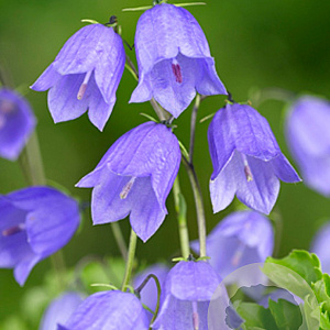 Campanula cochleariifolia GM P9