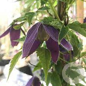 Clematis 'Plum Beauty'# 25-30 HO draadkluit