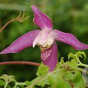 Clematis 'Ruby' 350-400 cm draadkluit meerstammig