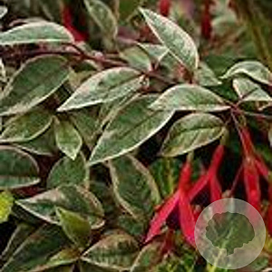Fuchsia magellanica 'Variegata' GM P9