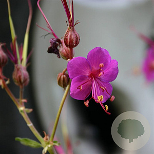 Geranium macr. 'Czakor' GM P9