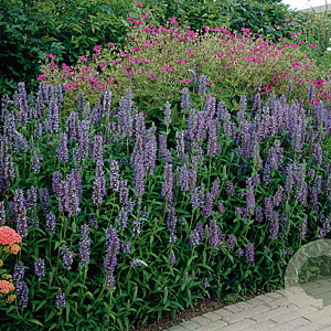 Nepeta nervosa GM P9