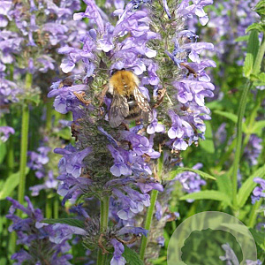 Nepeta nervosa GM P9