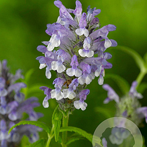 Nepeta nervosa GM P9