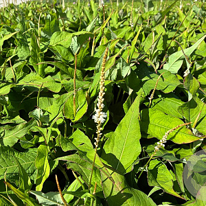 Persicaria a. 'Alba' GM P9