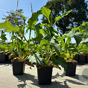 Persicaria a. 'Alba' GM P9