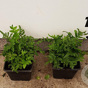 Polypodium vulgare GM P9