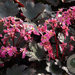 Saxifraga cortusfolia fortunei GM P9