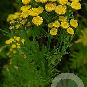 Tanacetum vulgare GM P9