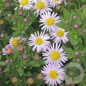 Aster ageratoides 'Asmo' GM P9
