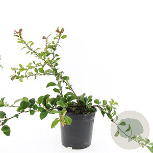 Chaenomeles sup. 'Red Trail' GM C1.3