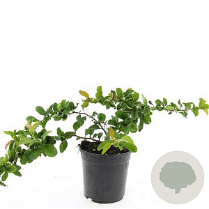 Chaenomeles sup. 'Red Trail' GM C1.3