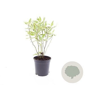 Cornus alba 'Elegantissima' GM C1.3