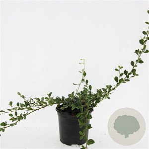 Cotoneaster dammeri GM C1.3