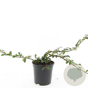 Cotoneaster dam. 'Major' GM C1.3