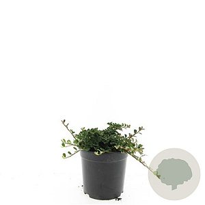 Cotoneaster pr. 'Streib's Findling' GM C1.3