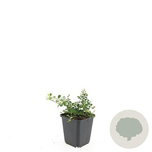 Cotoneaster pr. 'Streib's Findling' GM P9
