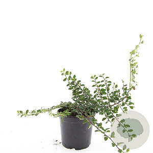 Cotoneaster radicans 'Rami' GM C1.3