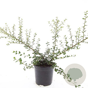 Cotoneaster suec. 'Coral Beauty' GM C1.3