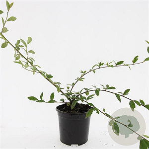 Cotoneaster sal. 'Herbstfeuer' GM C1.3