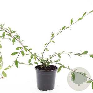 Cotoneaster sal. 'Herbstfeuer' GM C1.3