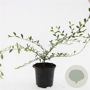 Cotoneaster sal. 'Parkteppich' GM C1.3