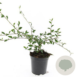 Cotoneaster sal. 'Parkteppich' GM C1.3