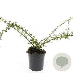 Cotoneaster suec. 'Skogholm' GM C1.3