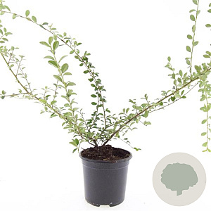 Cotoneaster suec. 'Skogholm' GM C1.3